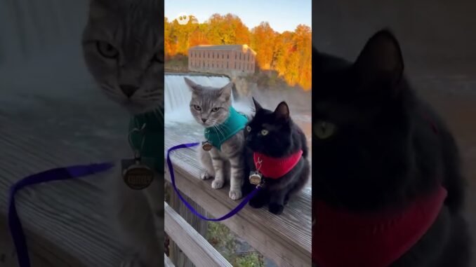 Cats become tour guides