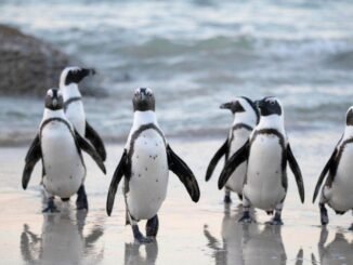 My Neighbor Alice Partners With Pudgy Penguins to Launch New Game Zone ‘Pudgy Land'