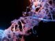 NVIDIA BioNeMo accelerates Anthropic Claude Science